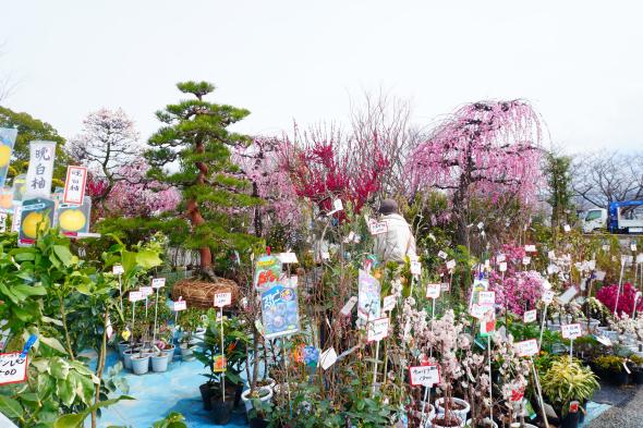 久留米植木まつり-0