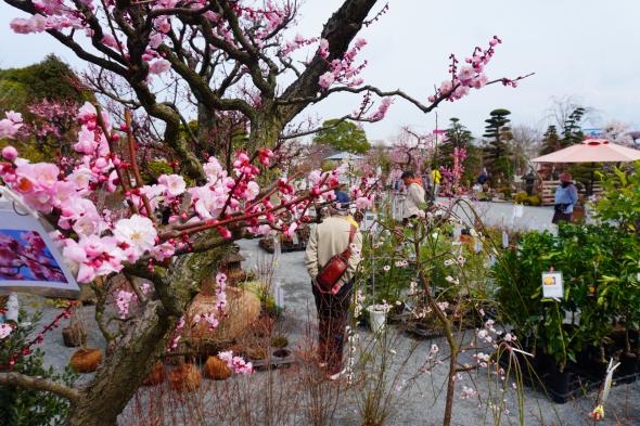 久留米植木まつり-2