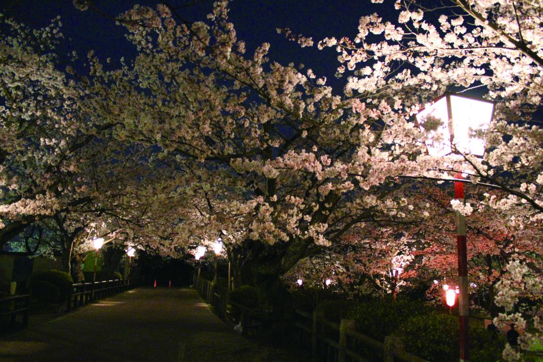 丸山公園　花まつり-1