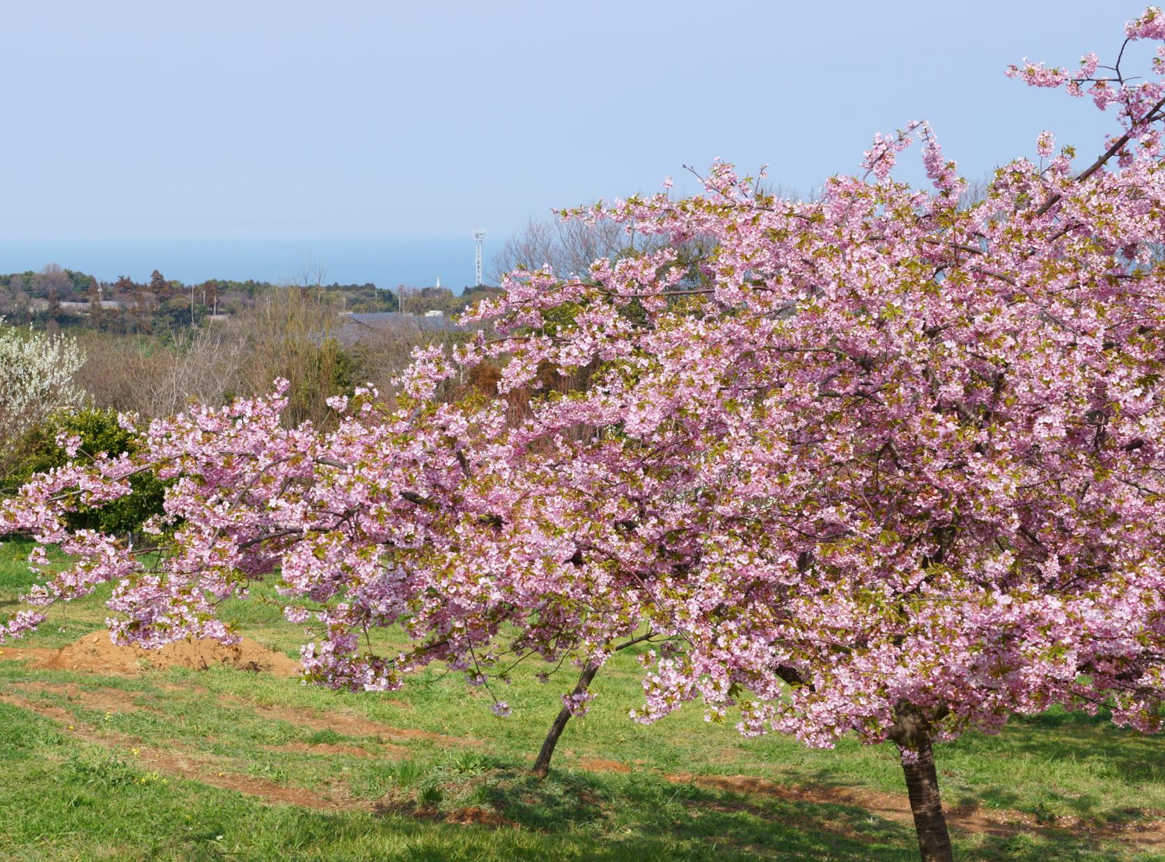 Kawazu cherry blossoms at Shizuhouen