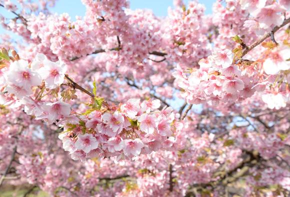 Kawazu cherry blossoms at Shizuhouen-4