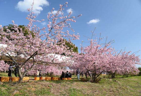 静豊園の河津桜-1