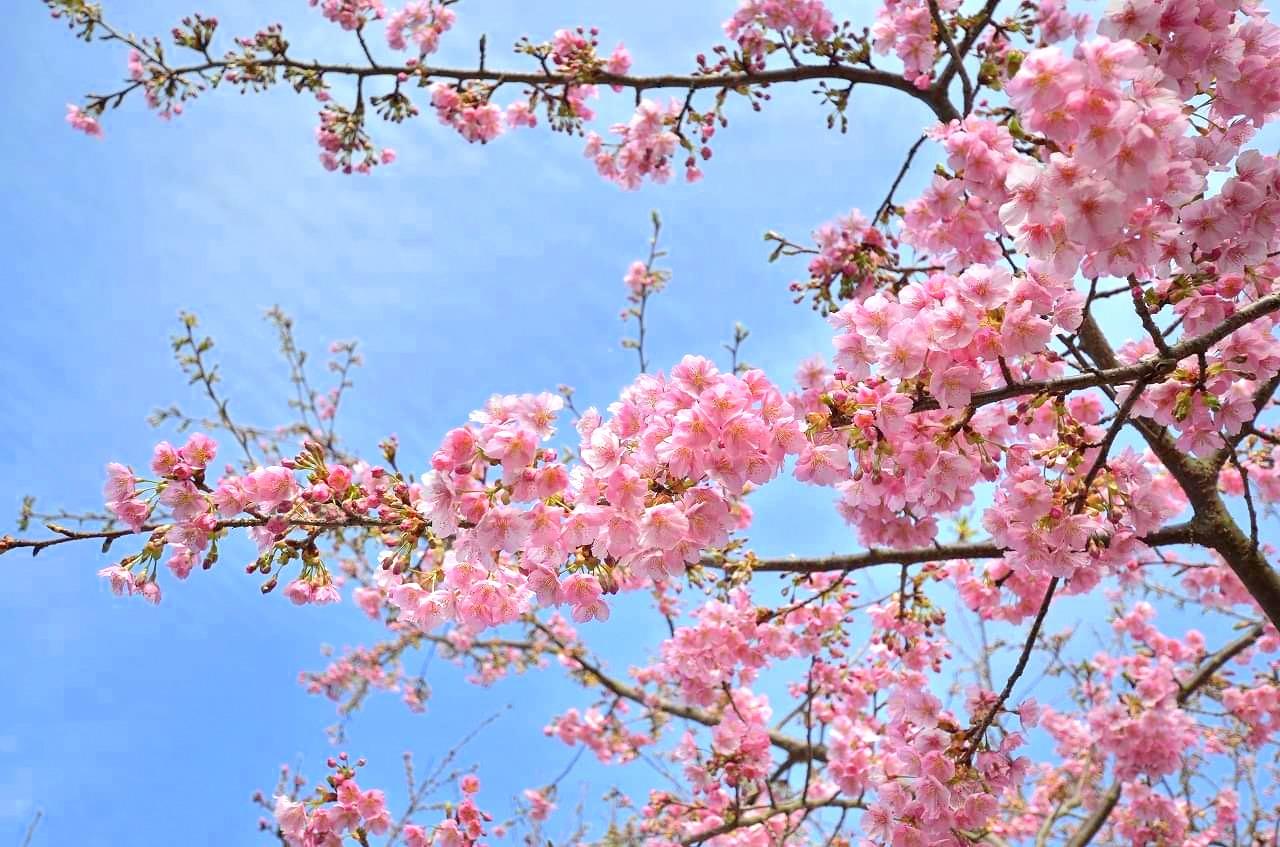 静豊園の河津桜-1
