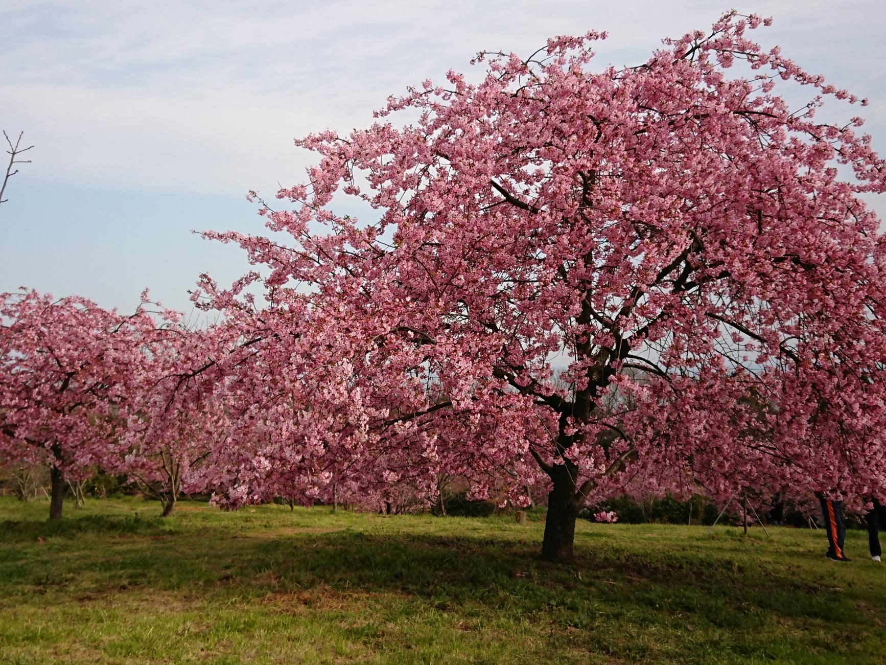 静豊園の河津桜-2