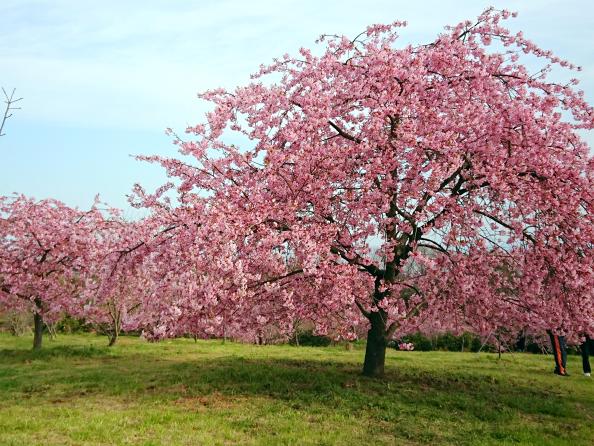 Les cerisiers de Kawazu du verger Seihōen-6