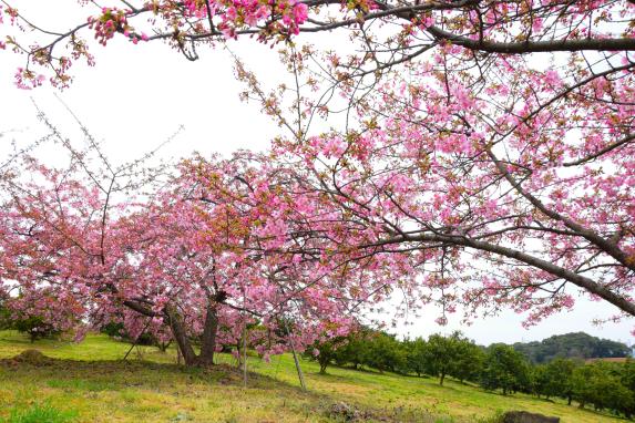 Kawazu cherry blossoms at Shizuhouen-7