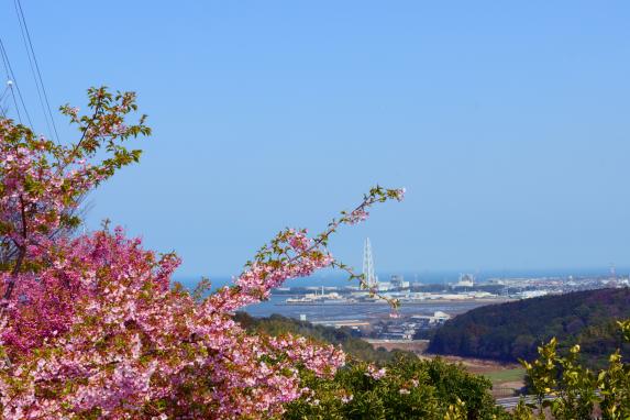 Kawazu cherry blossoms at Shizuhouen-3