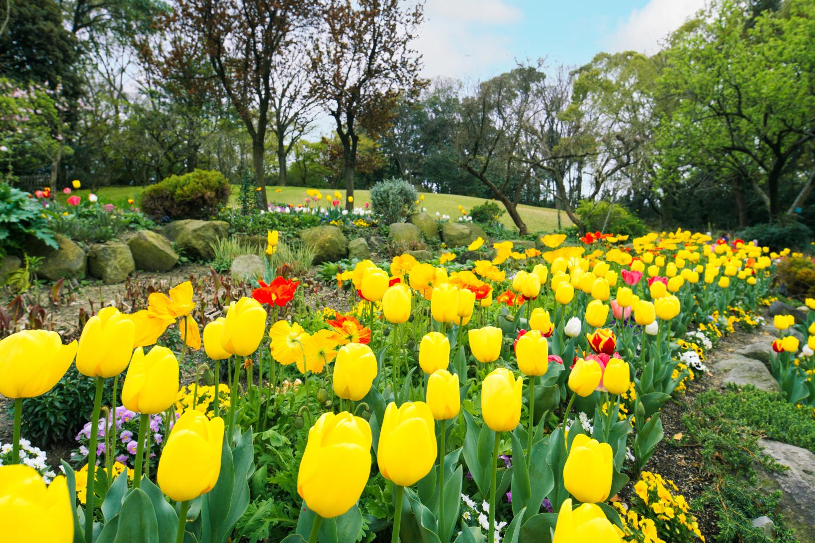 【石橋文化センター 】チューリップまつり 2026-2