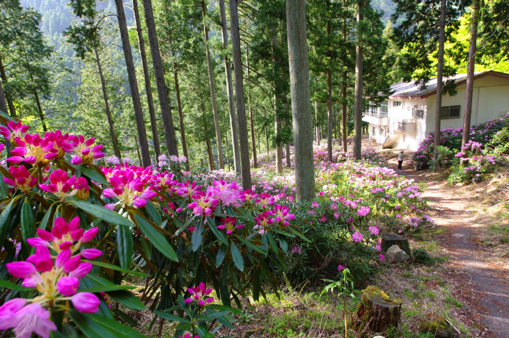 しゃくなげ祭り（豊前市）-1