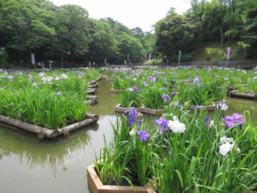 とばた菖蒲まつり-2