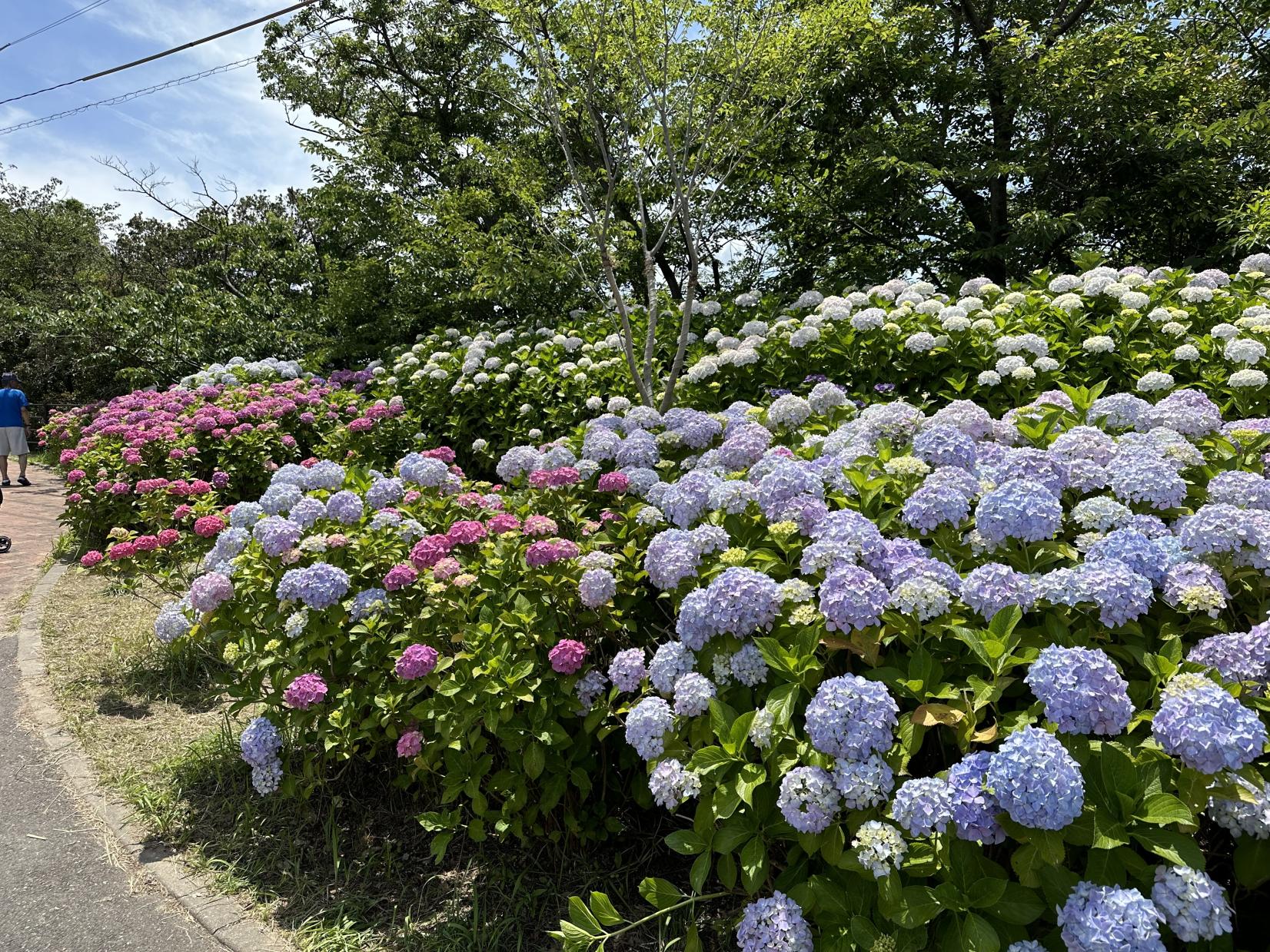 若松あじさい祭り-1