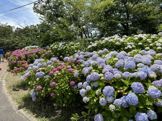 若松あじさい祭り-1