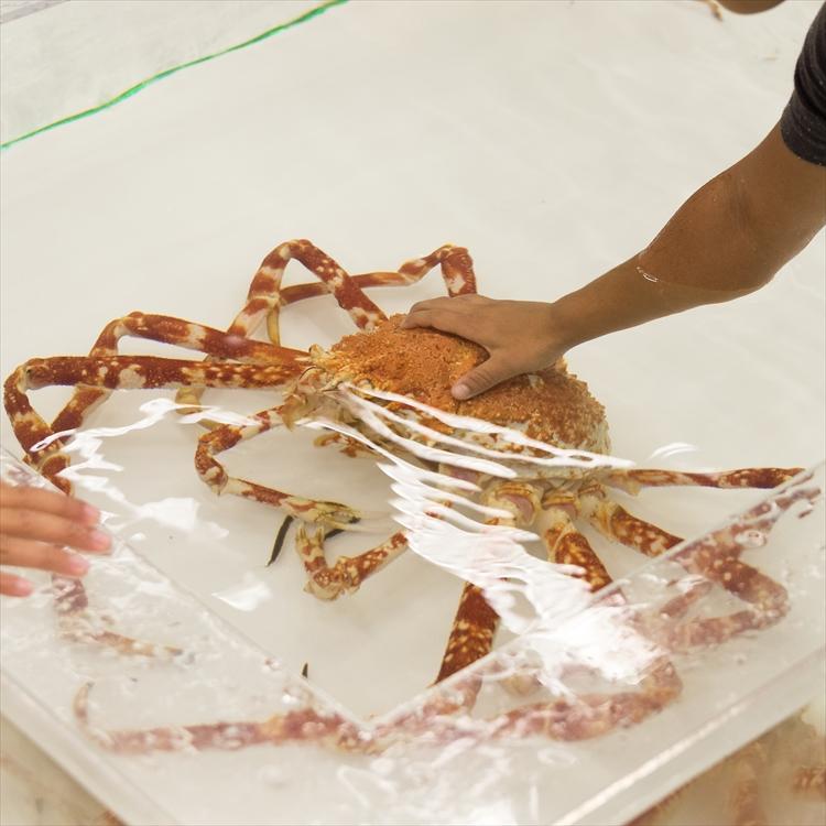 見て、触れて、学べる体験型水族館 みんなで遊ぼう 福岡タワー おさかな遊園地-2