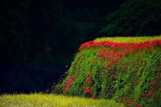 鹿里棚田彼岸花まつり-0