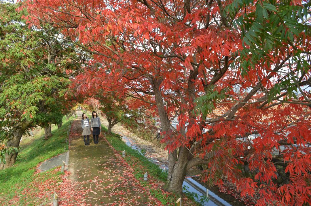 延寿寺曽根のハゼ並木