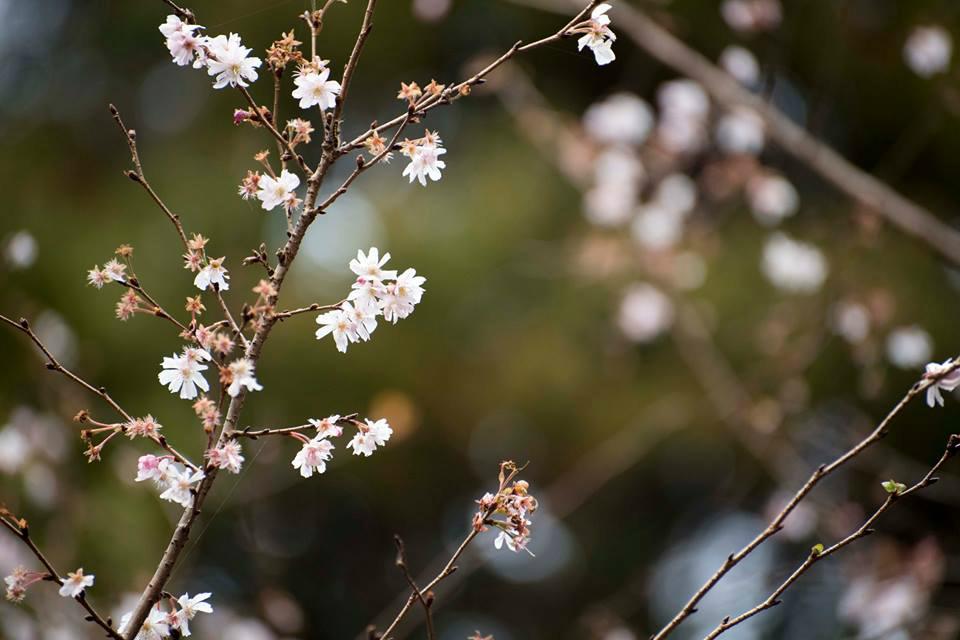 筑紫神社　根性桜-1