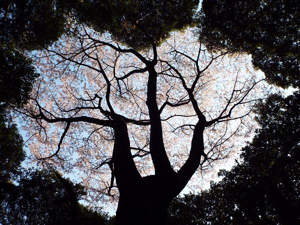 十坊山の相思の桜-1