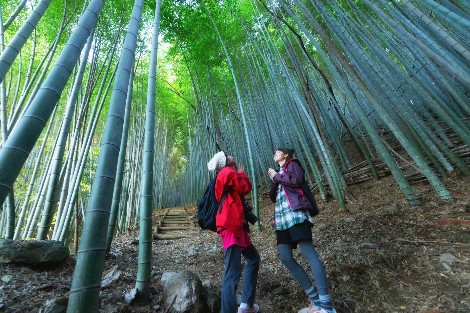 Bamboo grove where God dwells (Kyushu Olle Miyama-Kiyomizuyama course)