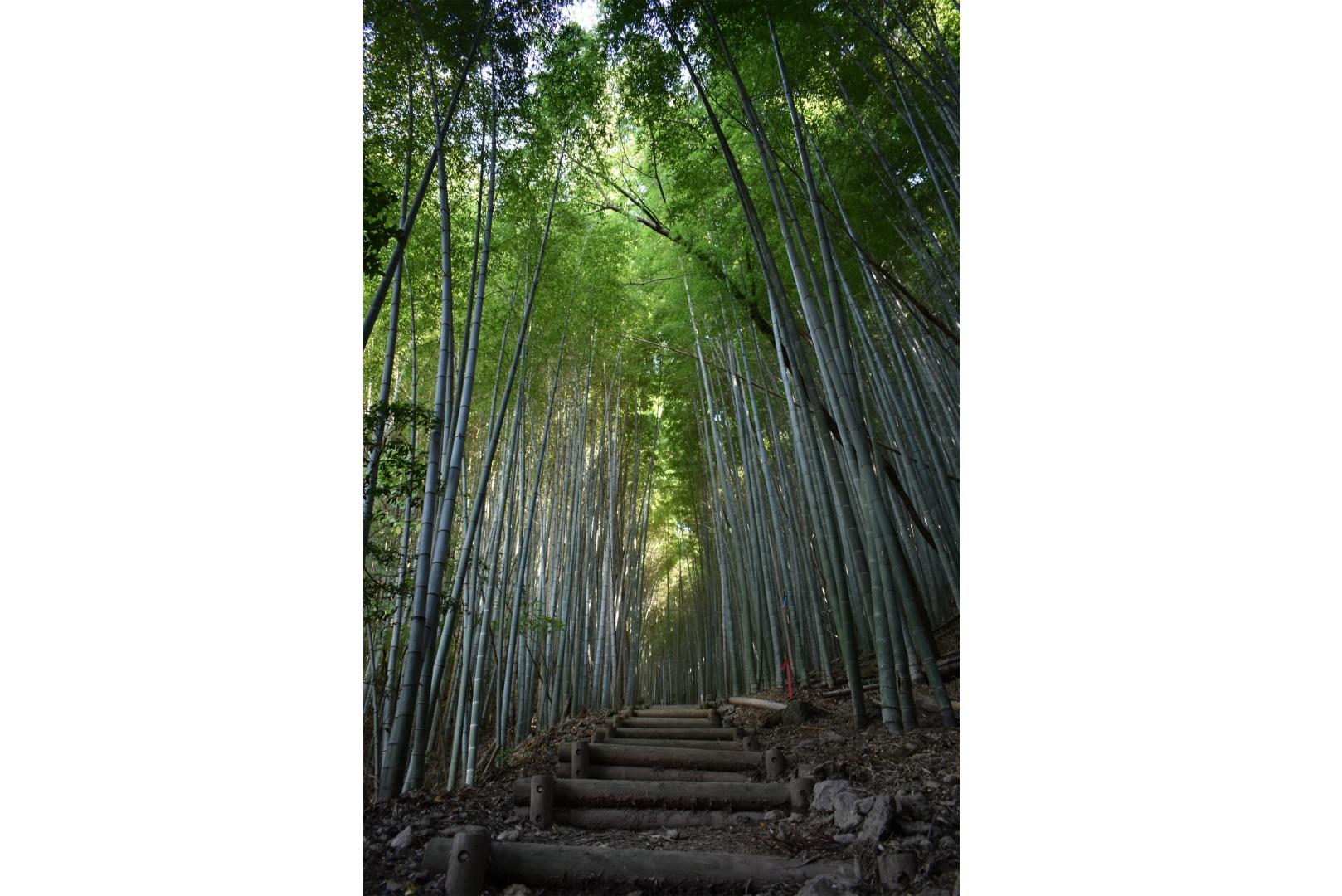Bamboo grove where God dwells (Kyushu Olle Miyama-Kiyomizuyama course)-1
