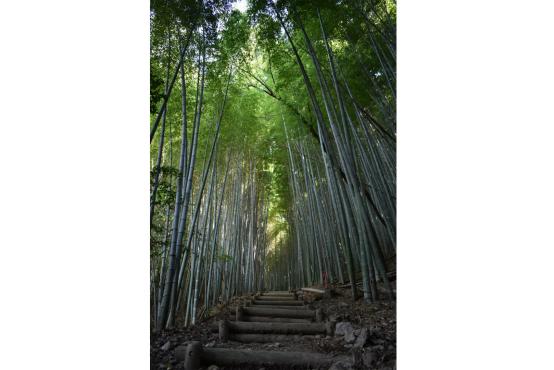 神宿る竹林（九州オルレみやま・清水山コース）-1