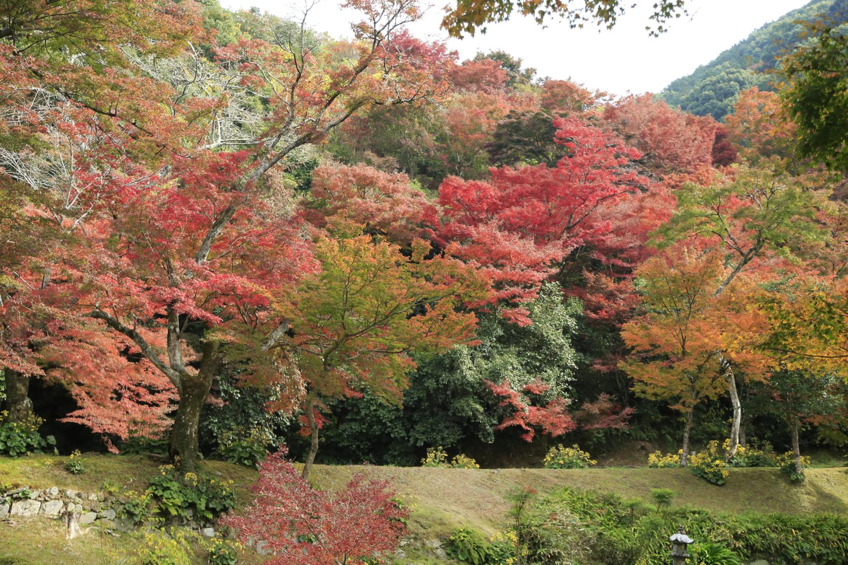 Bamboo grove where God dwells (Kyushu Olle Miyama-Kiyomizuyama course)-6