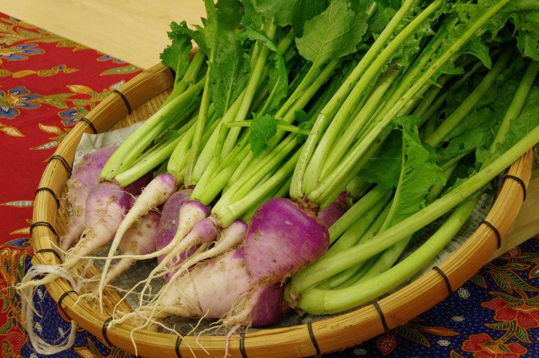 この地でしか育たない伝統野菜　芥屋かぶ-1