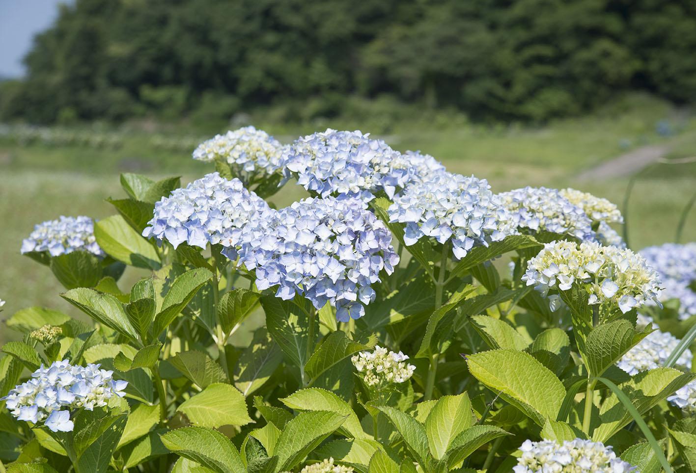 枝川内アジサイランド-0