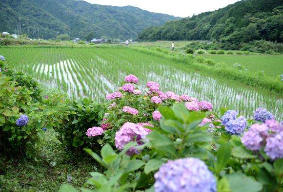 枝川内アジサイランド-4