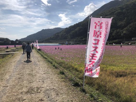 宮原コスモス畑-2