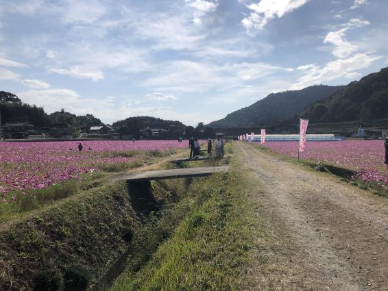 宮原コスモス畑-4