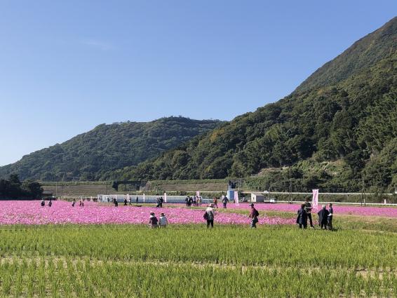 宮原コスモス畑-3