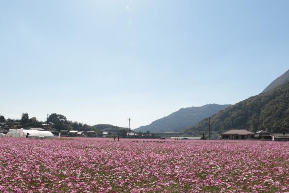宮原コスモス畑-0