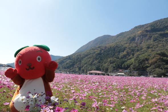 宮原コスモス畑-1