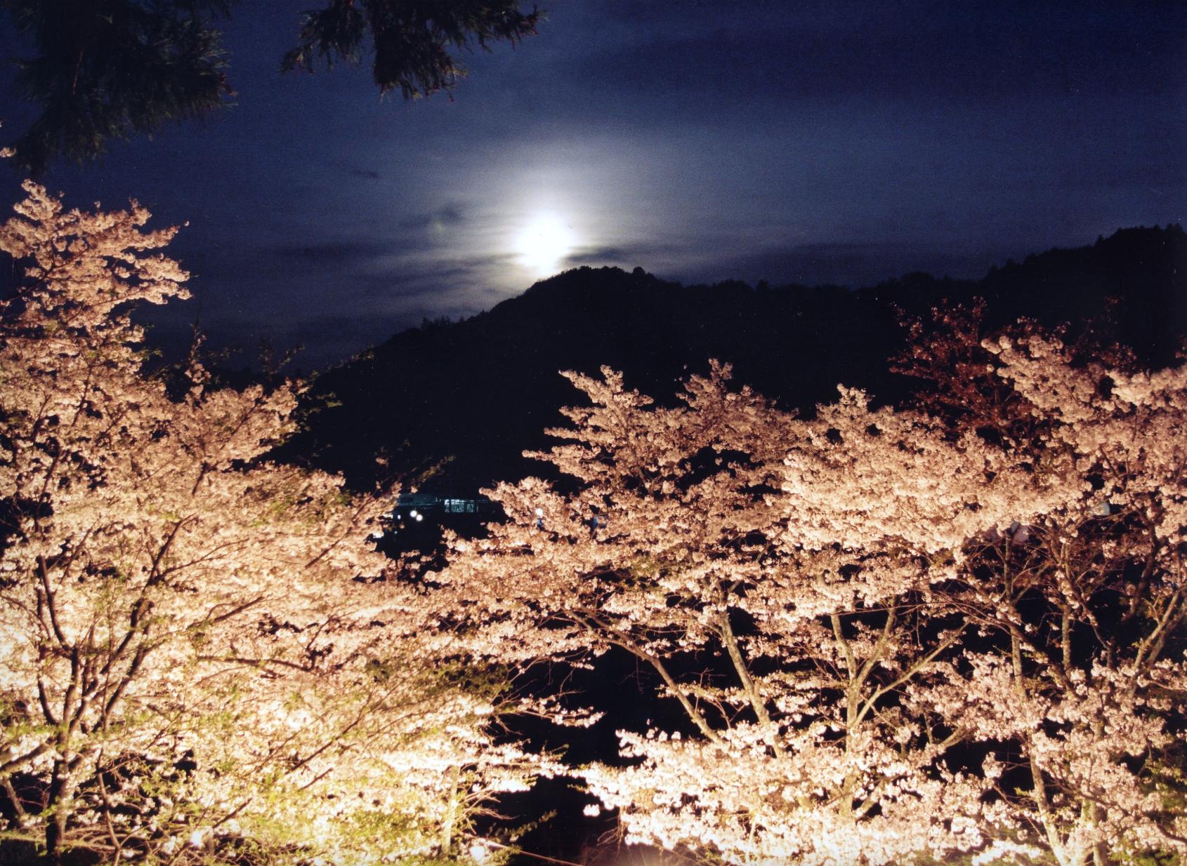 北川内公園の桜　【八女市】-3