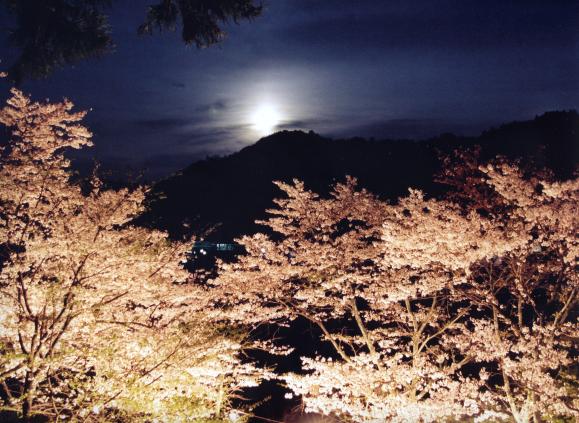 北川内公園の桜（八女市）-4