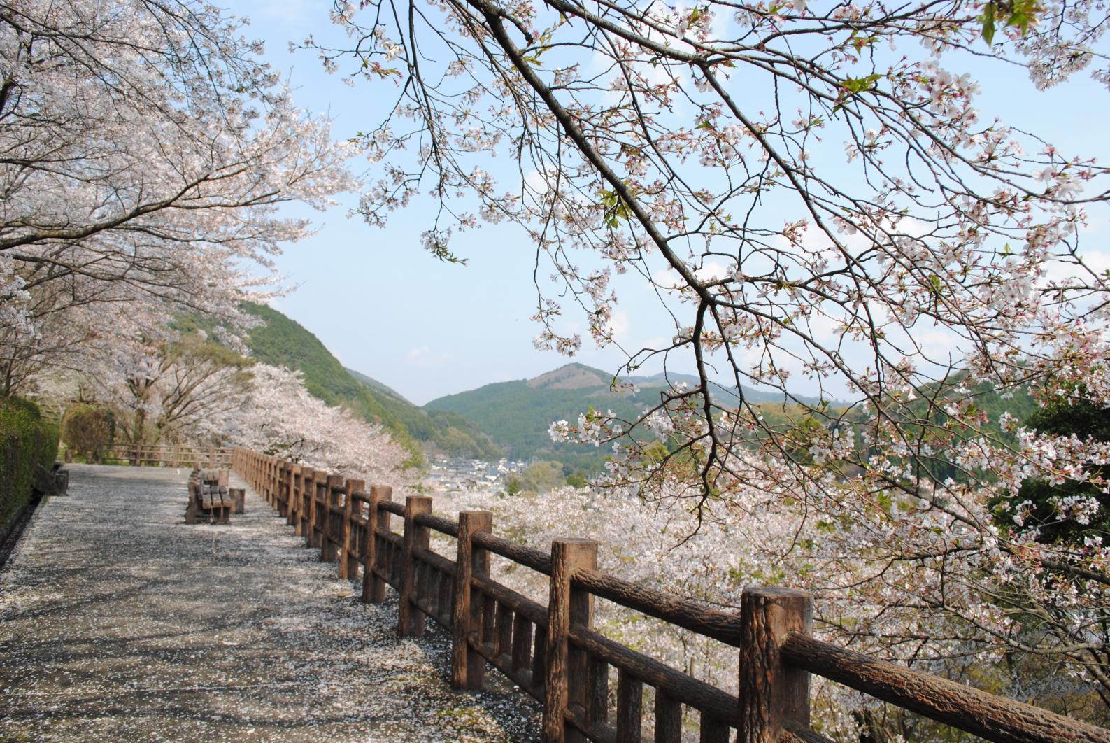 北川内公園の桜　【八女市】-1