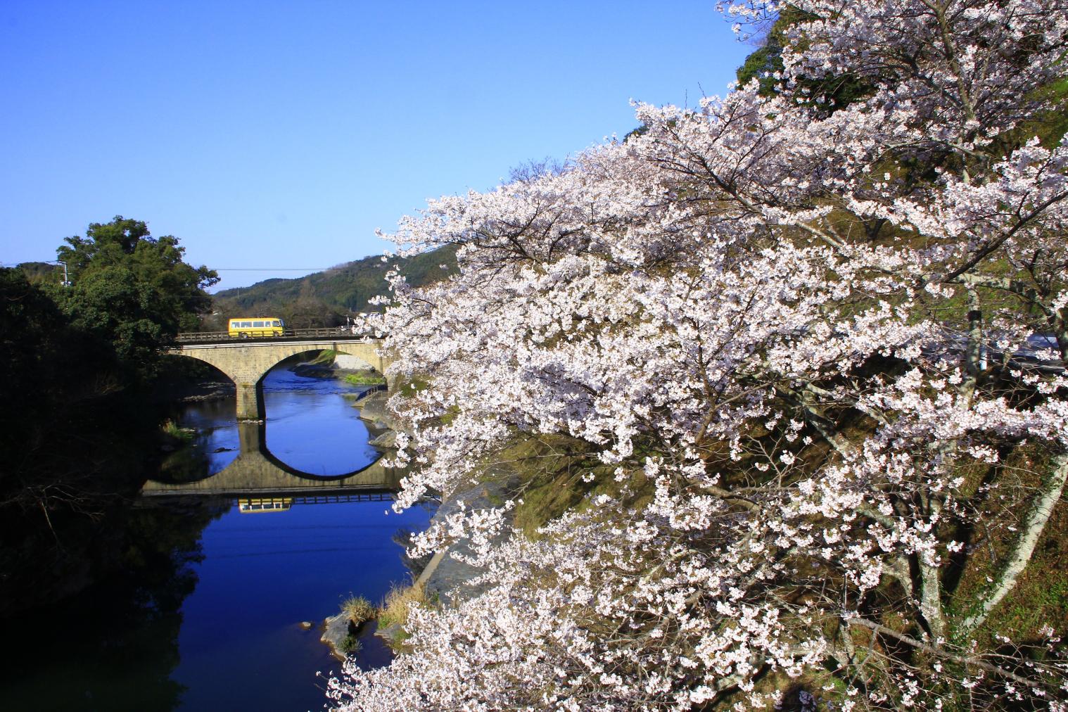 北川内公園の桜　【八女市】