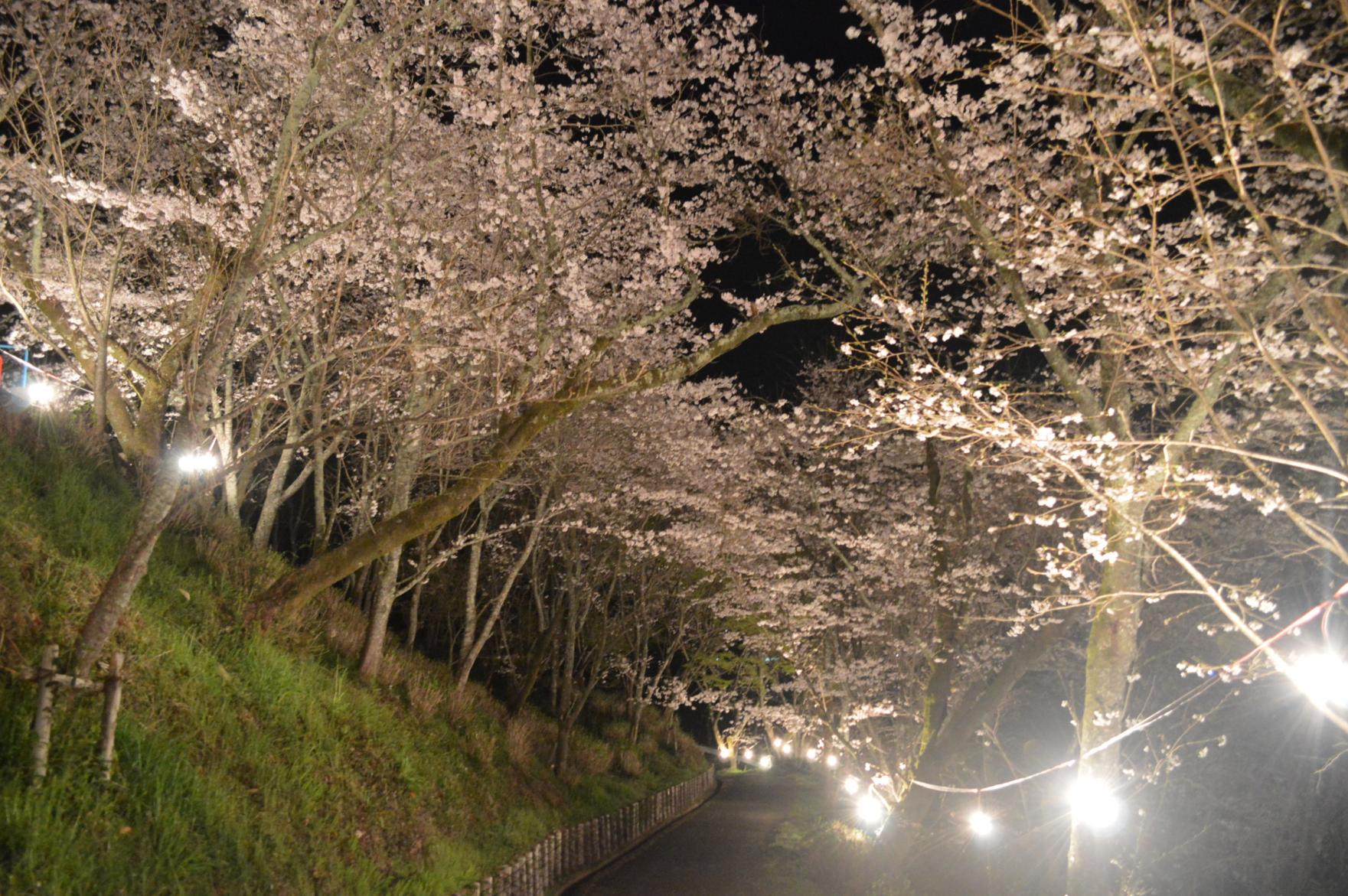 北川内公園の桜（八女市）-2