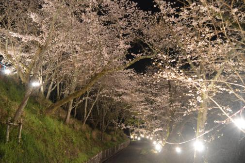 北川内公園の桜（八女市）-2