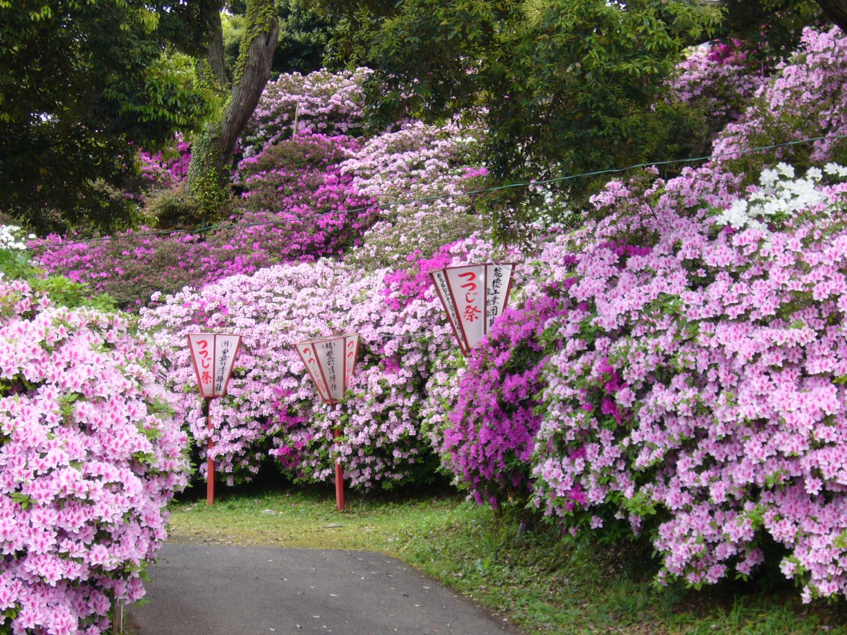 宝福寺山のつつじ（豊前市）-2