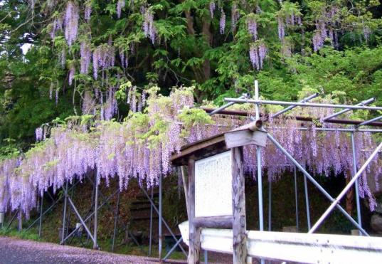木城のフジノキ-0