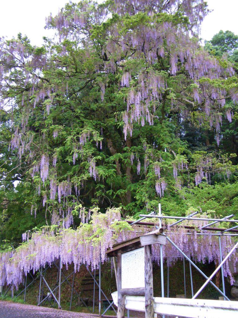 川崎町「木城のフジノキ」