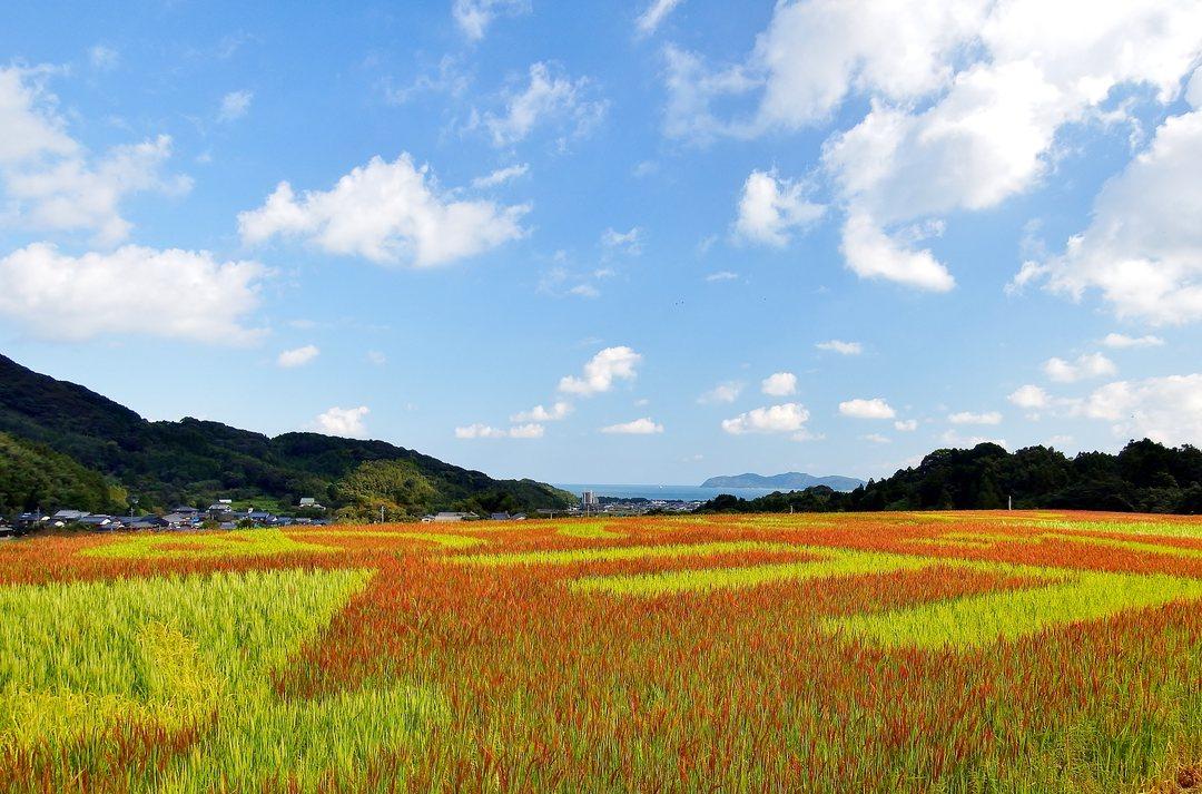 二丈赤米観賞