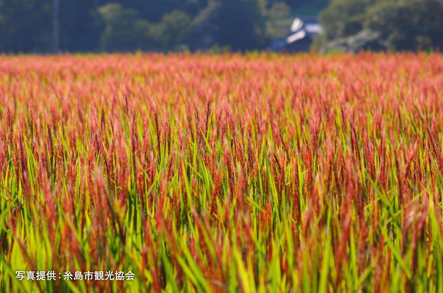 二丈赤米・花見会（毎年9月中旬～下旬）