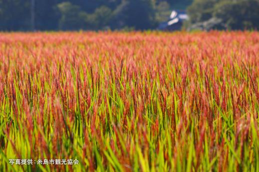 二丈赤米・花見会-0