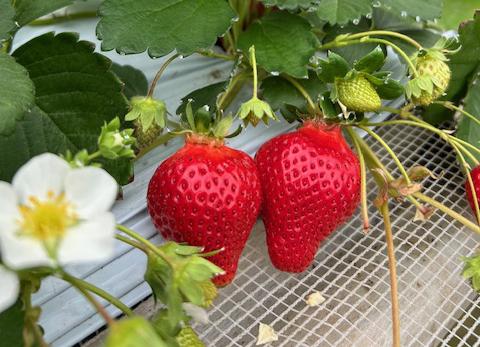 福津いちごウォーク-1