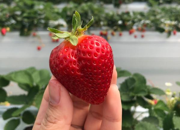 福津いちごウォーク-3