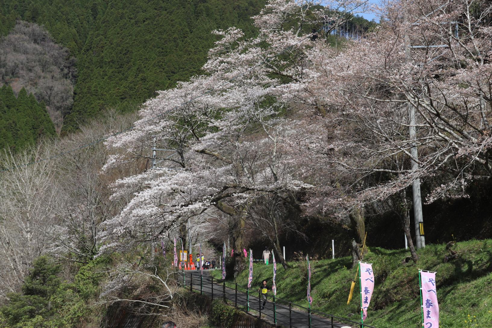 やべ春まつり-1