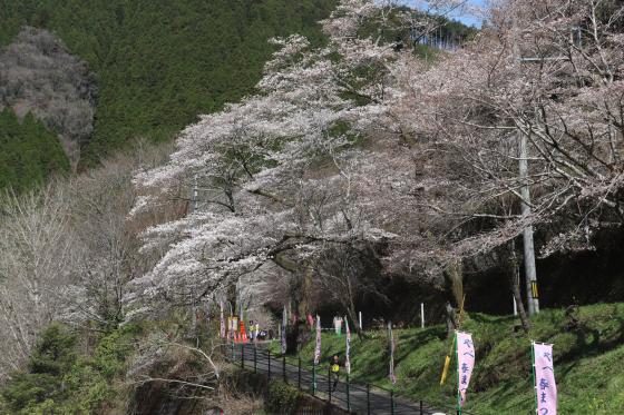 やべ春まつり-1