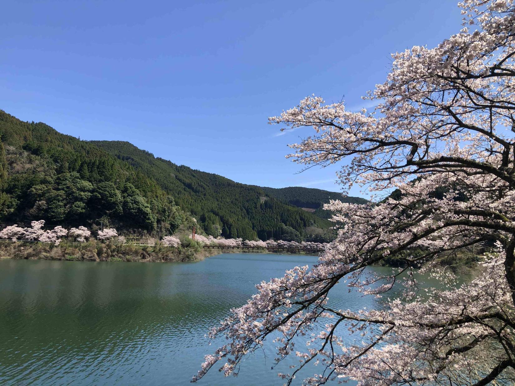 やべ春まつり-3